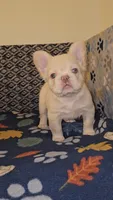 Creambella , a female French Bulldog for sale in North Las Vegas, NV – Photo 2 of 10