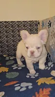 Creambella , a female French Bulldog for sale in North Las Vegas, NV – Photo 9 of 10