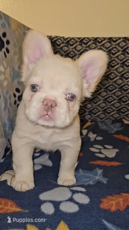 Creambella  – French Bulldog puppy for sale in North Las Vegas, NV