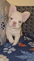 Creambella , a female French Bulldog for sale in North Las Vegas, NV – Photo 3 of 10