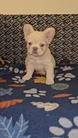 Creambella , a female French Bulldog for sale in North Las Vegas, NV – Photo 5 of 10