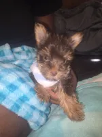 Danello., a male Yorkshire Terrier for sale in North Las Vegas, NV – 2 of 6