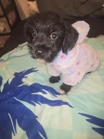 Claire, a female Morkie for sale in North Las Vegas, NV – 2 of 6