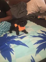 Cleola, a female Morkie for sale in North Las Vegas, NV – 1 of 6