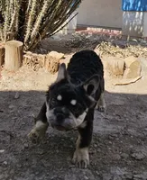 Kona, a male French Bulldog for sale in North Las Vegas, NV – 7 of 10