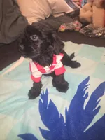 Duke, a male Morkie for sale in North Las Vegas, NV – 4 of 8