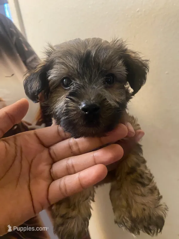 Jazzy – Maltipoo, Yorkshire Terrier puppy for sale in North Las Vegas, NV