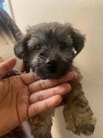 Jazzy, a female Maltipoo and Yorkshire Terrier for sale in North Las Vegas, NV – 1 of 1