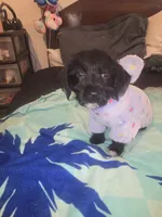 Claire, a female Morkie for sale in North Las Vegas, NV – 1 of 6