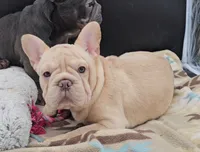 processed/67d44a35-2312-4b96-a700-ec0bf2111922/listing/6af82d35-265b-49a2-b932-ab7d2231774f/0bdb2548-83a3-46d6-804e-561e0be14baa