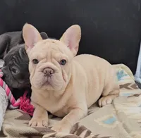 processed/67d44a35-2312-4b96-a700-ec0bf2111922/listing/6af82d35-265b-49a2-b932-ab7d2231774f/621bd1a6-8067-41df-87e9-92912a6b155a