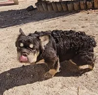Kona, a male French Bulldog for sale in North Las Vegas, NV – 3 of 10