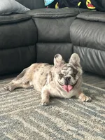 Gizmo, a male French Bulldog for sale in North Las Vegas, NV – 4 of 4