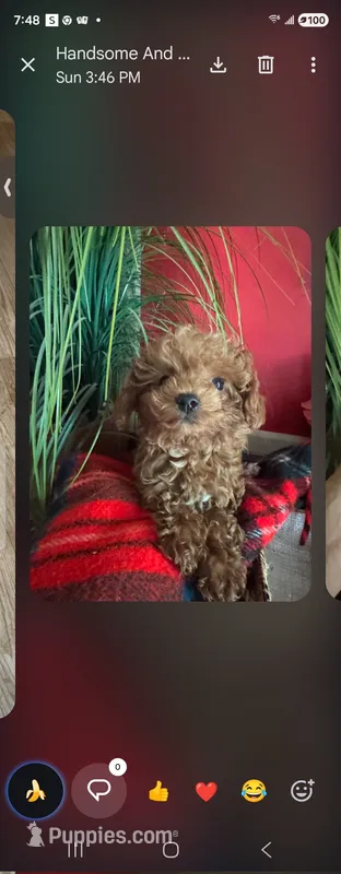 She she  – Maltipoo puppy for sale in North Las Vegas, NV
