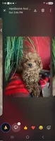 She she , a female Maltipoo for sale in North Las Vegas, NV – 1 of 1