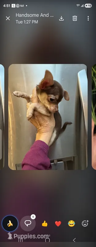 Pee wee – Chihuahua puppy for sale in North Las Vegas, NV