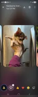 Pee wee, a male Chihuahua for sale in North Las Vegas, NV – 1 of 2