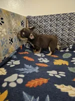 Kona, a male French Bulldog for sale in North Las Vegas, NV – Photo 4 of 7