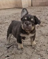 Kona, a male French Bulldog for sale in North Las Vegas, NV – 6 of 7