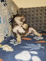 Kona, a male French Bulldog for sale in North Las Vegas, NV – Photo 7 of 7