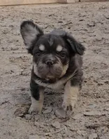 Kona, a male French Bulldog for sale in North Las Vegas, NV – 7 of 7