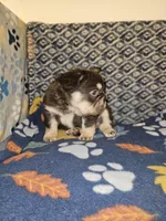 Kona, a male French Bulldog for sale in North Las Vegas, NV – Photo 6 of 7