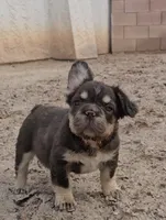 Kona, a male French Bulldog for sale in North Las Vegas, NV – 4 of 7