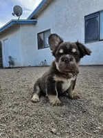 Kona, a male French Bulldog for sale in North Las Vegas, NV – 3 of 7