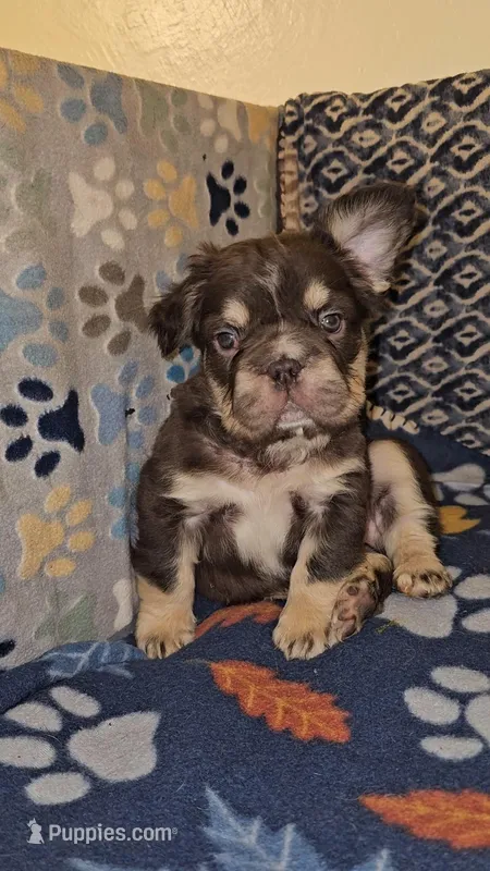 Kona, a male French Bulldog for sale in North Las Vegas, NV – Photo 1 of 7