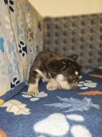 Kona, a male French Bulldog for sale in North Las Vegas, NV – Photo 5 of 7