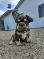 Kona, a male French Bulldog for sale in North Las Vegas, NV – 2 of 7