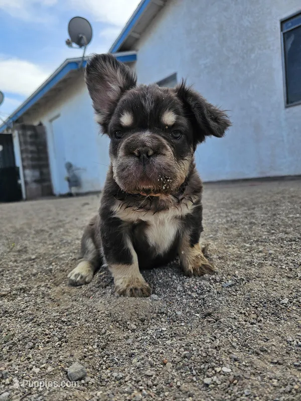 Kona – French Bulldog puppy for sale in North Las Vegas, NV