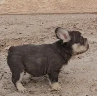 Kona, a male French Bulldog for sale in North Las Vegas, NV – 5 of 7