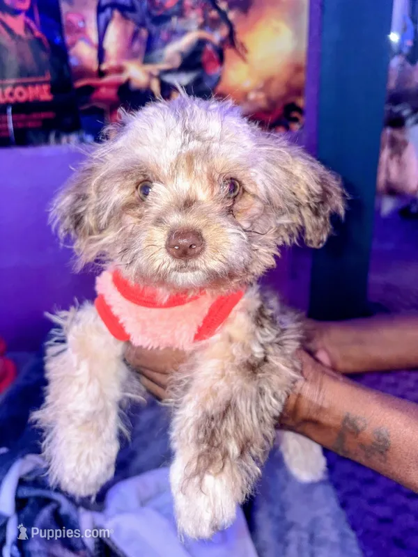 Mini me – Yorkipoo puppy for sale in North Las Vegas, NV