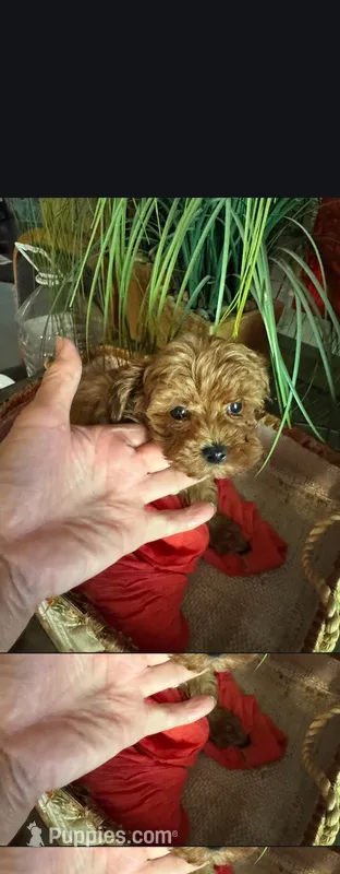 Smalls – Maltipoo puppy for sale in North Las Vegas, NV