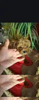 Smalls, a male Maltipoo for sale in North Las Vegas, NV – 1 of 1