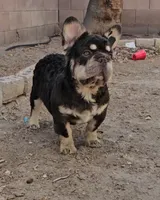 Kona, a male French Bulldog for sale in North Las Vegas, NV – 5 of 10