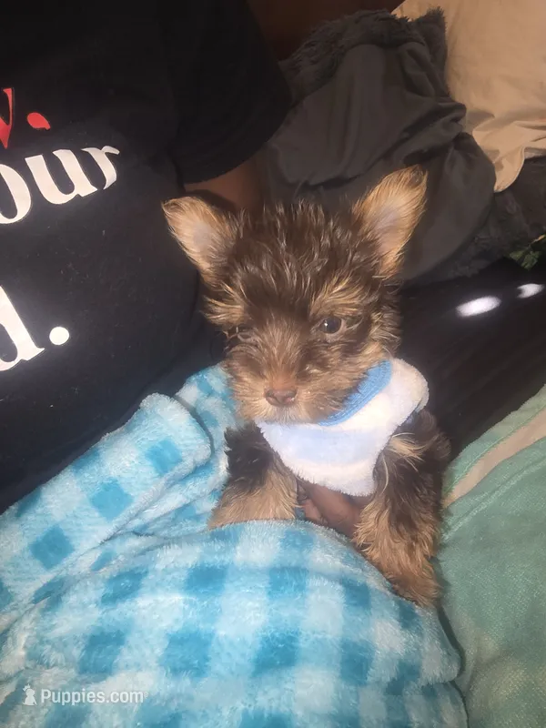 Danello. – Yorkshire Terrier puppy for sale in North Las Vegas, NV