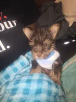 Danello., a male Yorkshire Terrier for sale in North Las Vegas, NV – 1 of 6