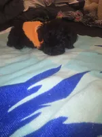 Cleola, a female Morkie for sale in North Las Vegas, NV – 4 of 6
