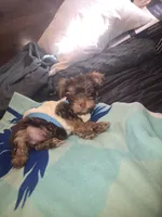 King Zeus., a male Yorkshire Terrier for sale in North Las Vegas, NV – 4 of 6