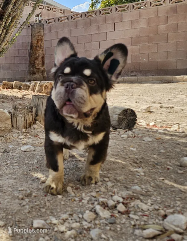 Kona – French Bulldog puppy for sale in North Las Vegas, NV