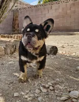 Kona, a male French Bulldog for sale in North Las Vegas, NV – 1 of 10