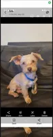 Mini me, a female Yorkipoo for sale in North Las Vegas, NV – 7 of 7