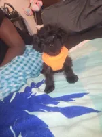 Cleola, a female Morkie for sale in North Las Vegas, NV – 2 of 6