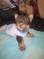 Danello., a male Yorkshire Terrier for sale in North Las Vegas, NV – 5 of 6