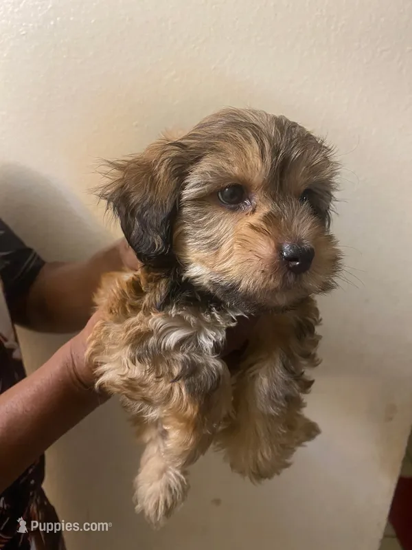 King – Maltipoo, Yorkshire Terrier puppy for sale in North Las Vegas, NV