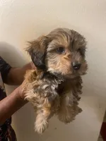 King, a male Maltipoo and Yorkshire Terrier for sale in North Las Vegas, NV – 1 of 1