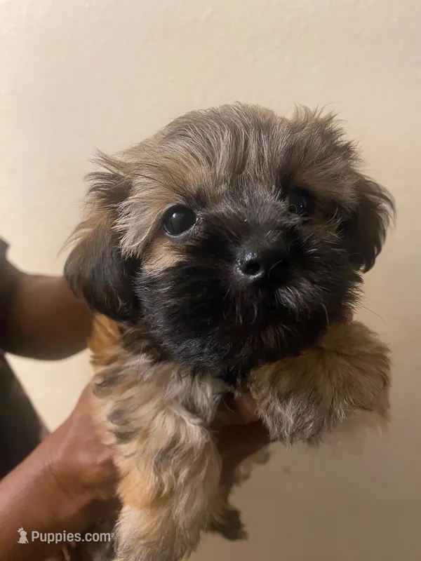 Kai. – Maltipoo, Yorkshire Terrier puppy for sale in North Las Vegas, NV