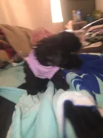 Tee tee, a female Morkie for sale in North Las Vegas, NV – 7 of 8